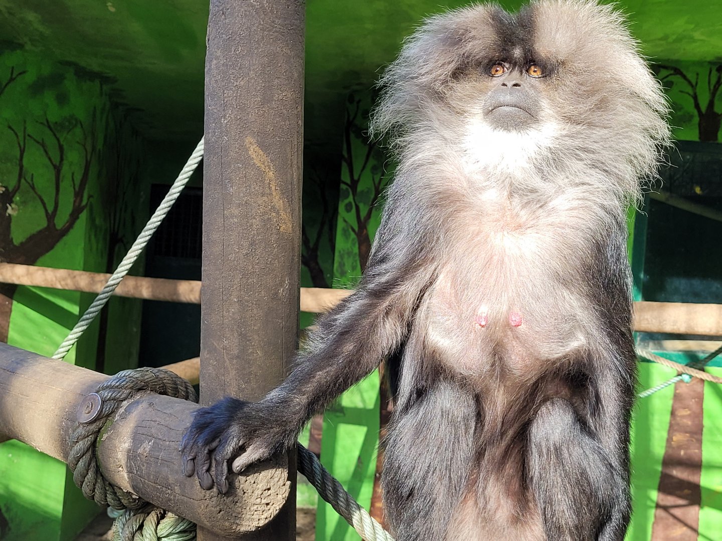 Lion-tailed macaque -Zoo de Santillana del Mar (2023)