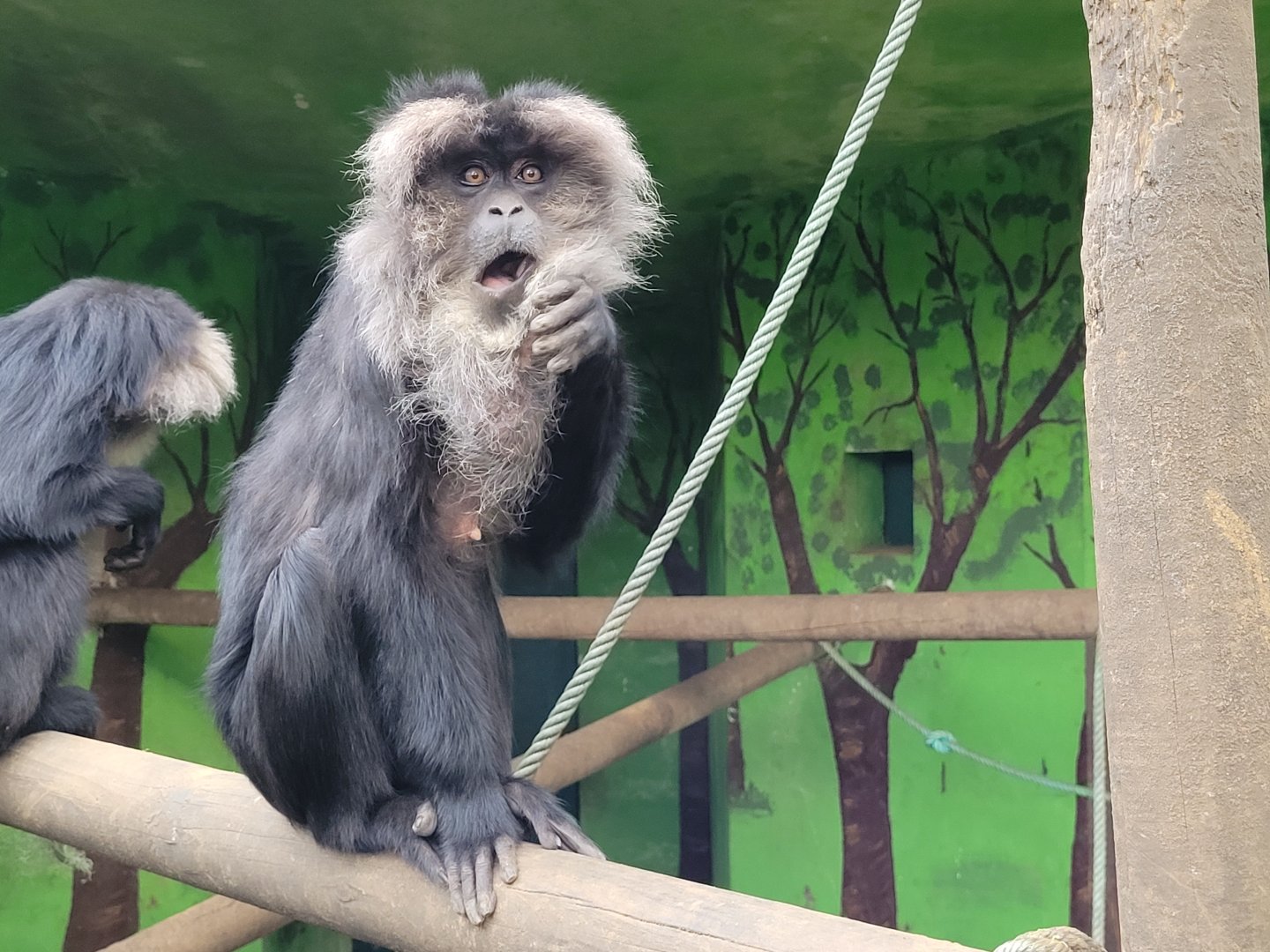 Lion-tailed macaque -Zoo de Santillana del Mar (2023)