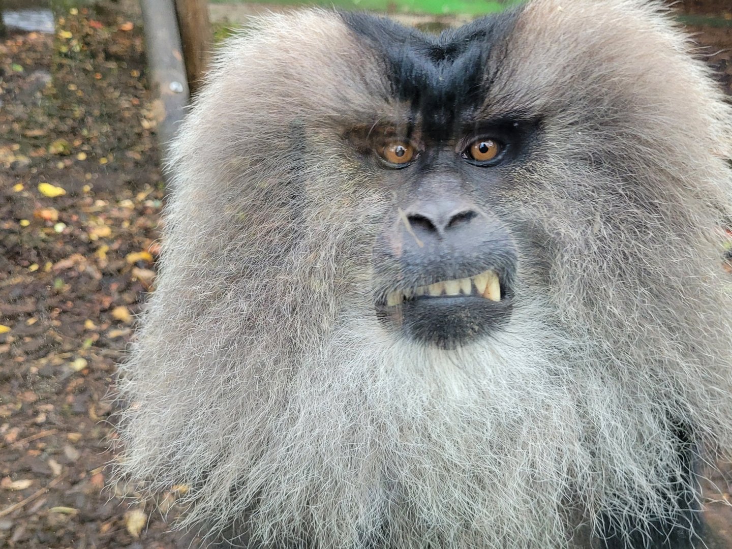 Lion-tailed macaque -Zoo de Santillana del Mar (2023)