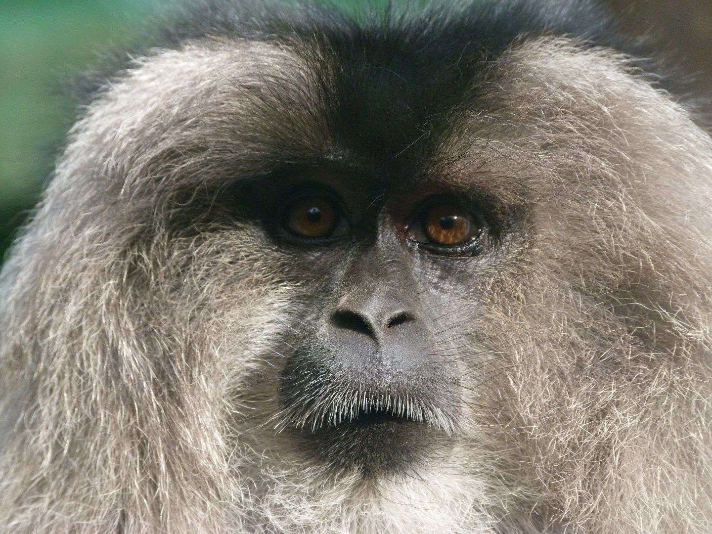 Lion-tailed macaque -Zoo de Santillana del Mar (2024)