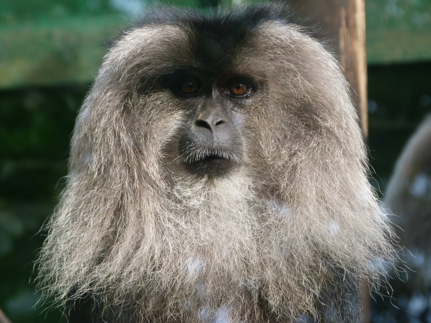 Lion-tailed macaque -Zoo de Santillana del Mar (2024)