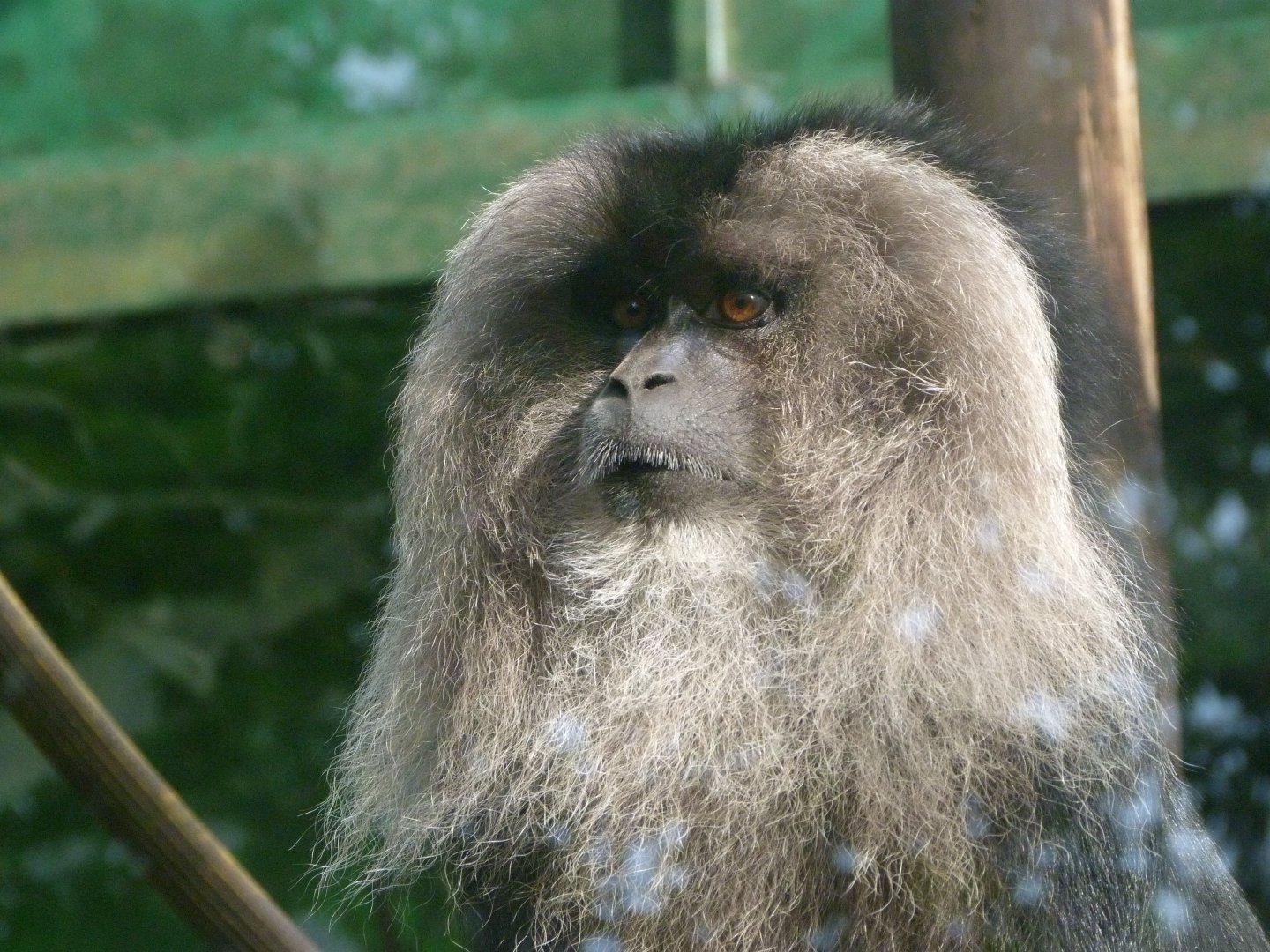Lion-tailed macaque -Zoo de Santillana del Mar (2024)