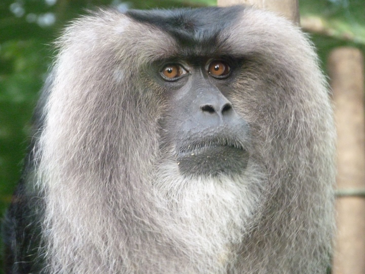 Lion-tailed macaque -Zoo de Santillana del Mar (2024)