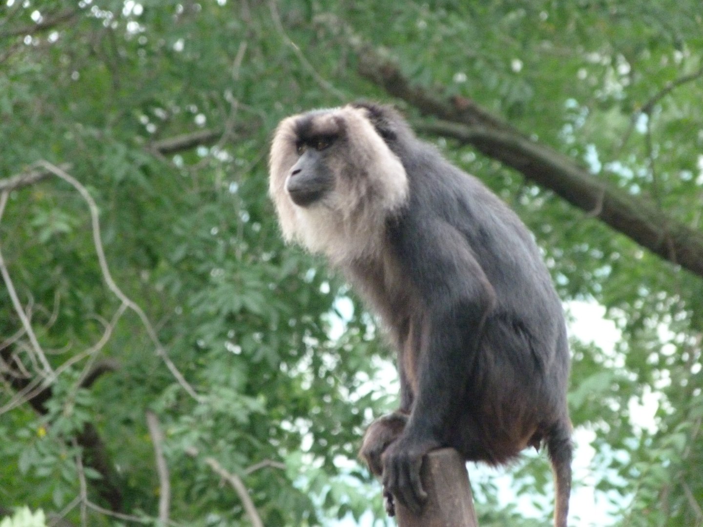 Lion-tailed macaque -Zoologischer Garten Berlin (2024)