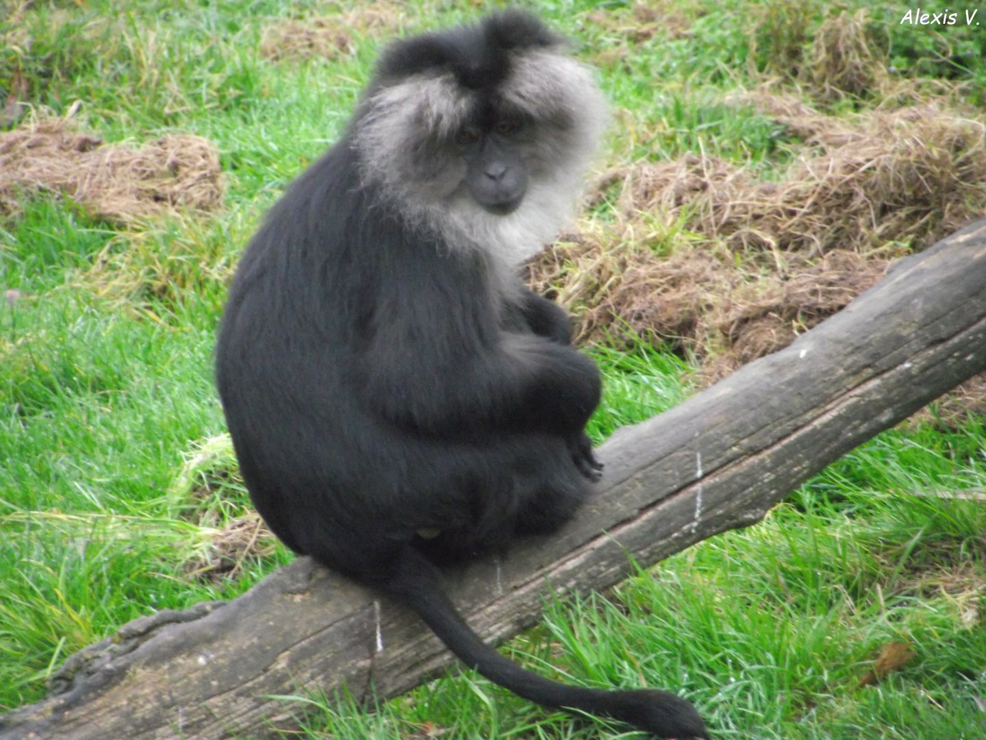 Lion-tailed Macaque - Zooparc de Beauval - 01/0222