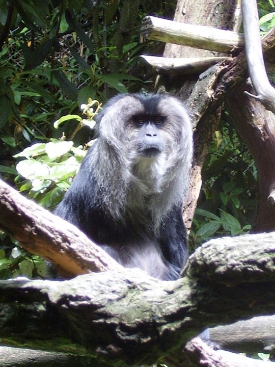 Lion tailed Macaque