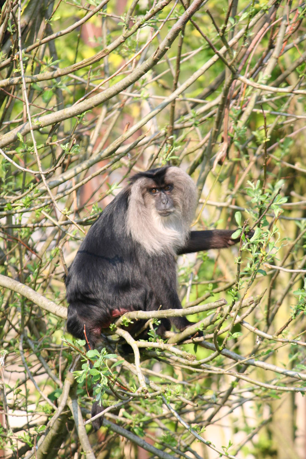Lion-Tailed Macaque