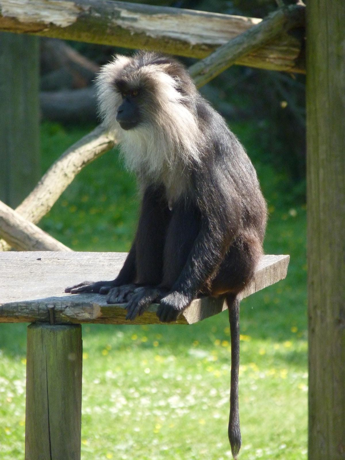 Lion-Tailed Macaque