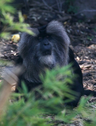 lion tailed macaque