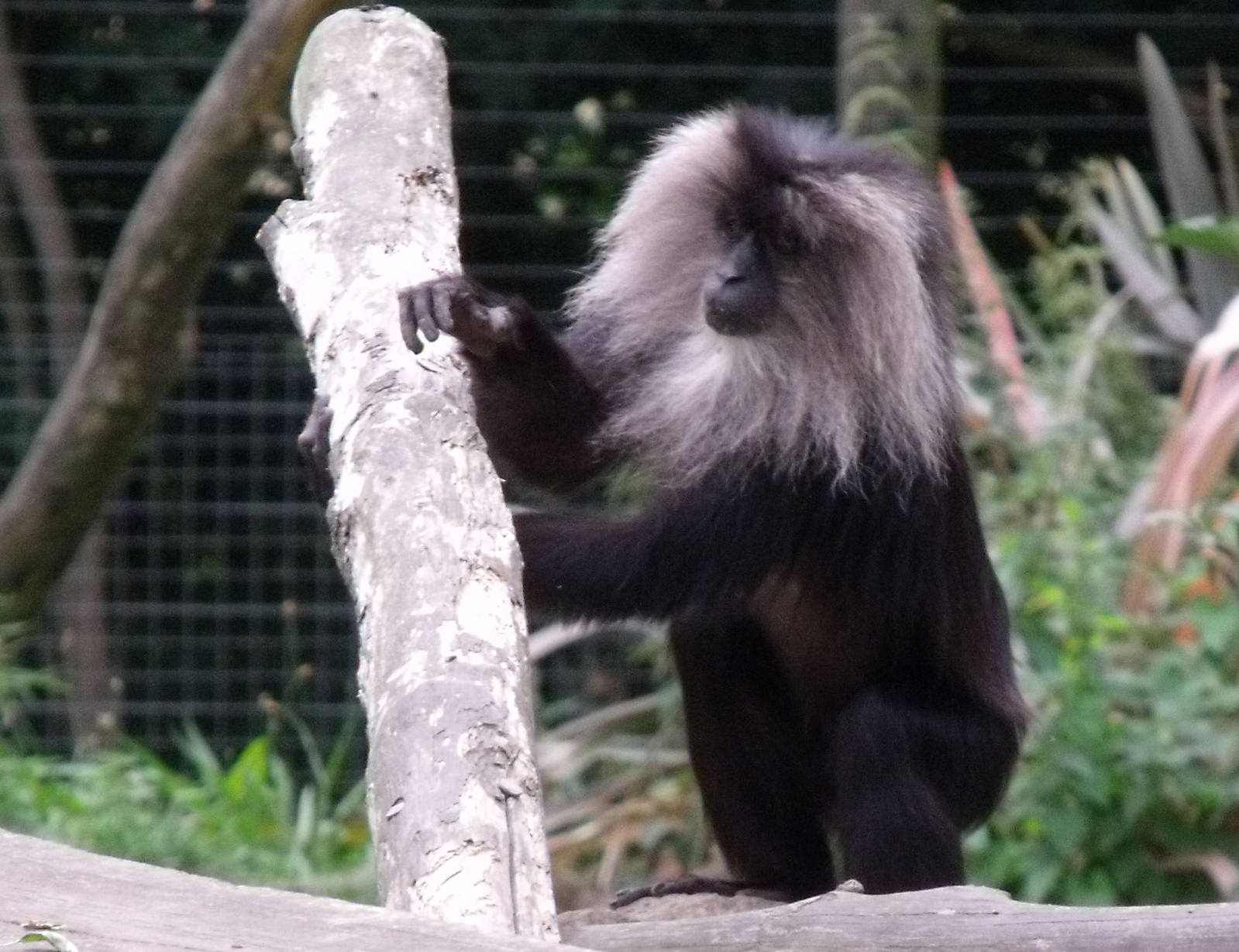 Lion Tailed Macaque