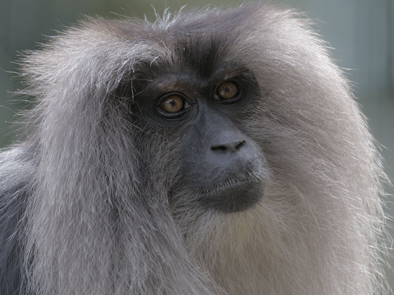Lion-tailed macaque