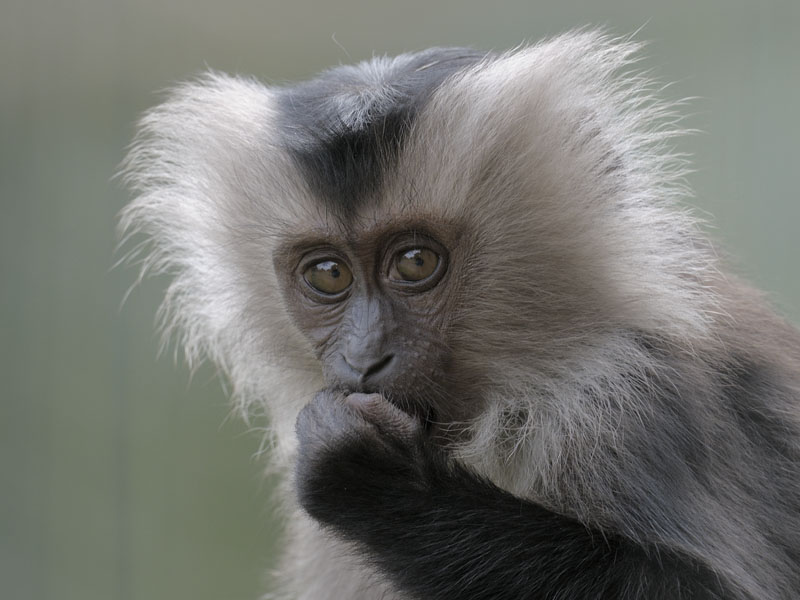 Lion-tailed macaque