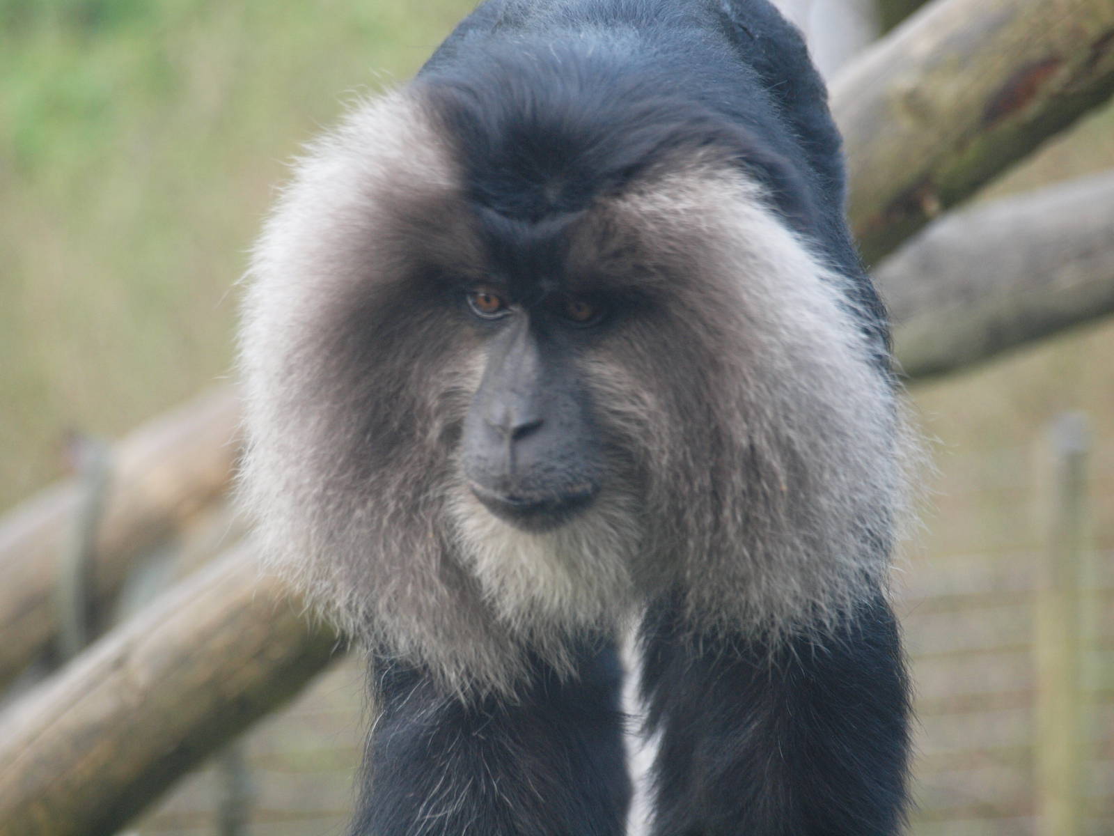 lion tailed macaque