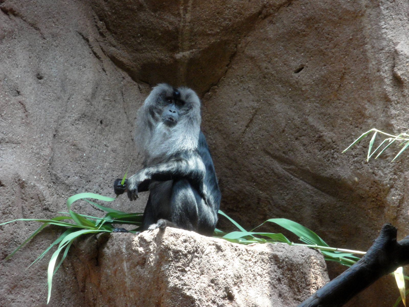 Lion-tailed Macaque