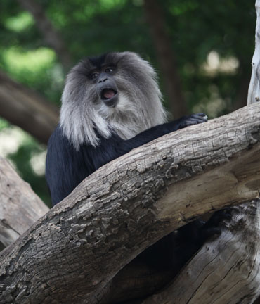 lion tailed macaque