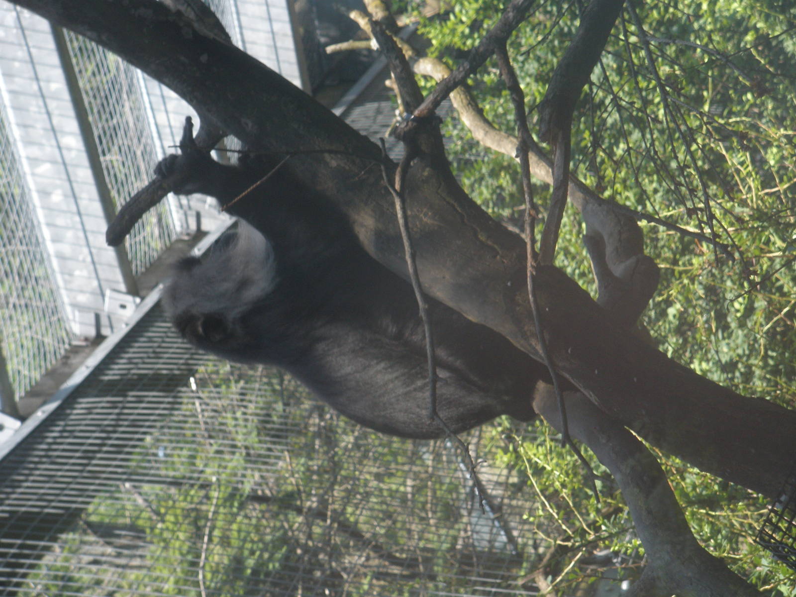 lion tailed macaque