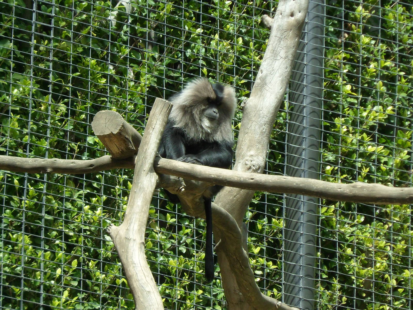 Lion-tailed Macaque
