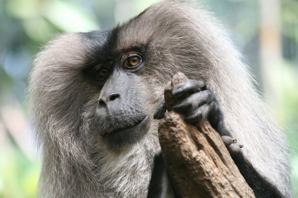 Lion-tailed Macaque