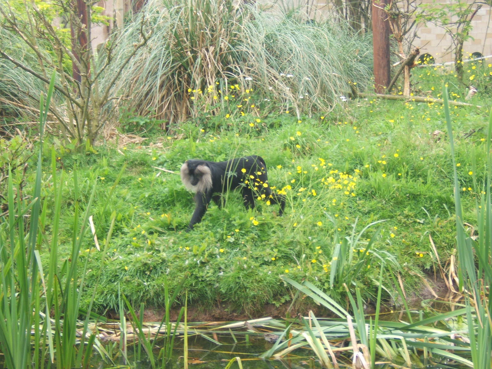 Lion-tailed Macaque