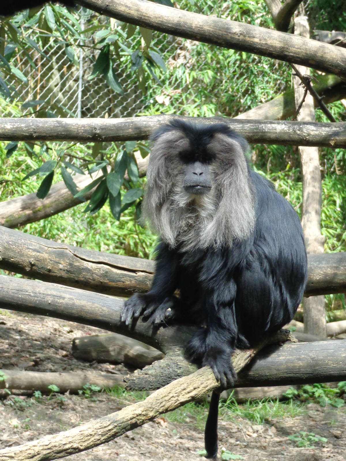 Lion Tailed Macaque