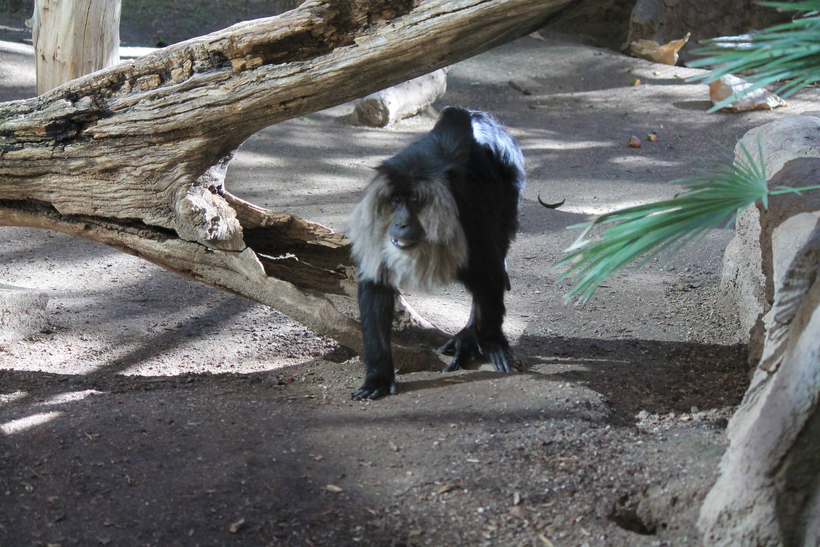 Lion-Tailed Macaque