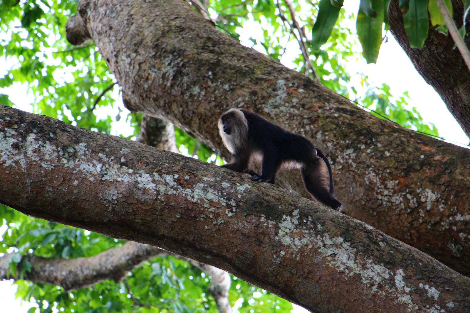Lion-tailed Macaque