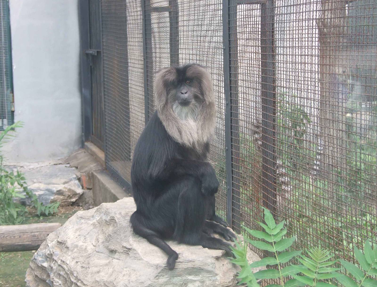 Lion-tailed macaque