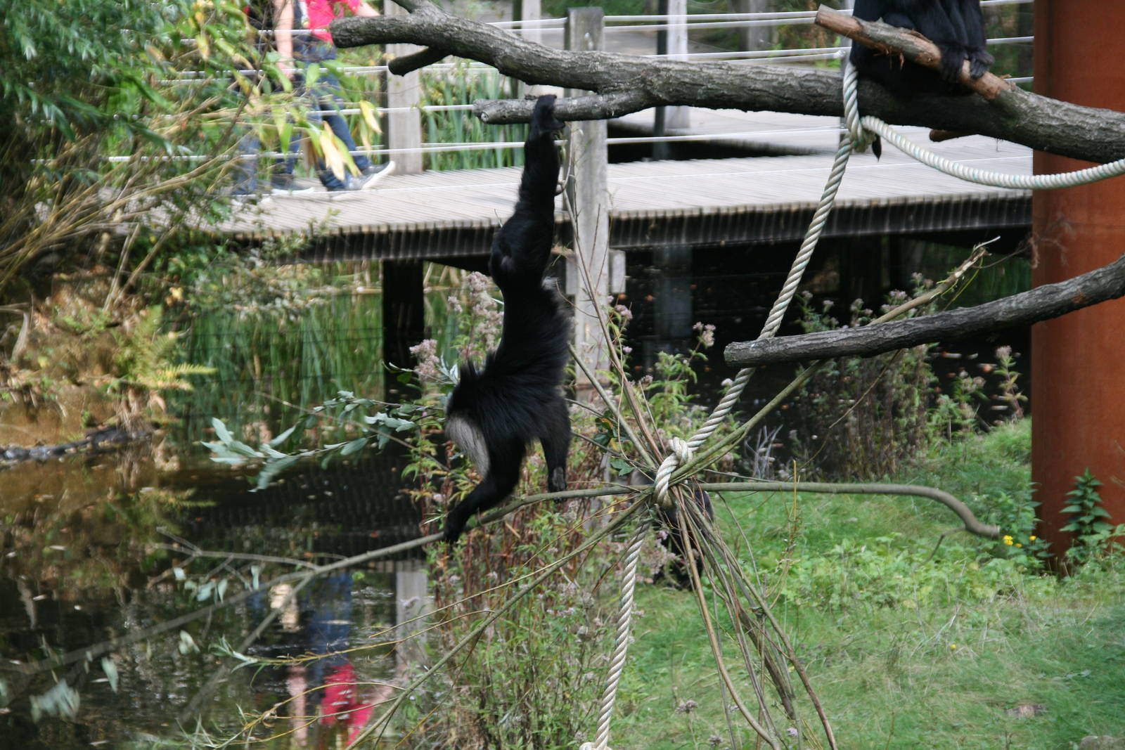 Lion-tailed macaque