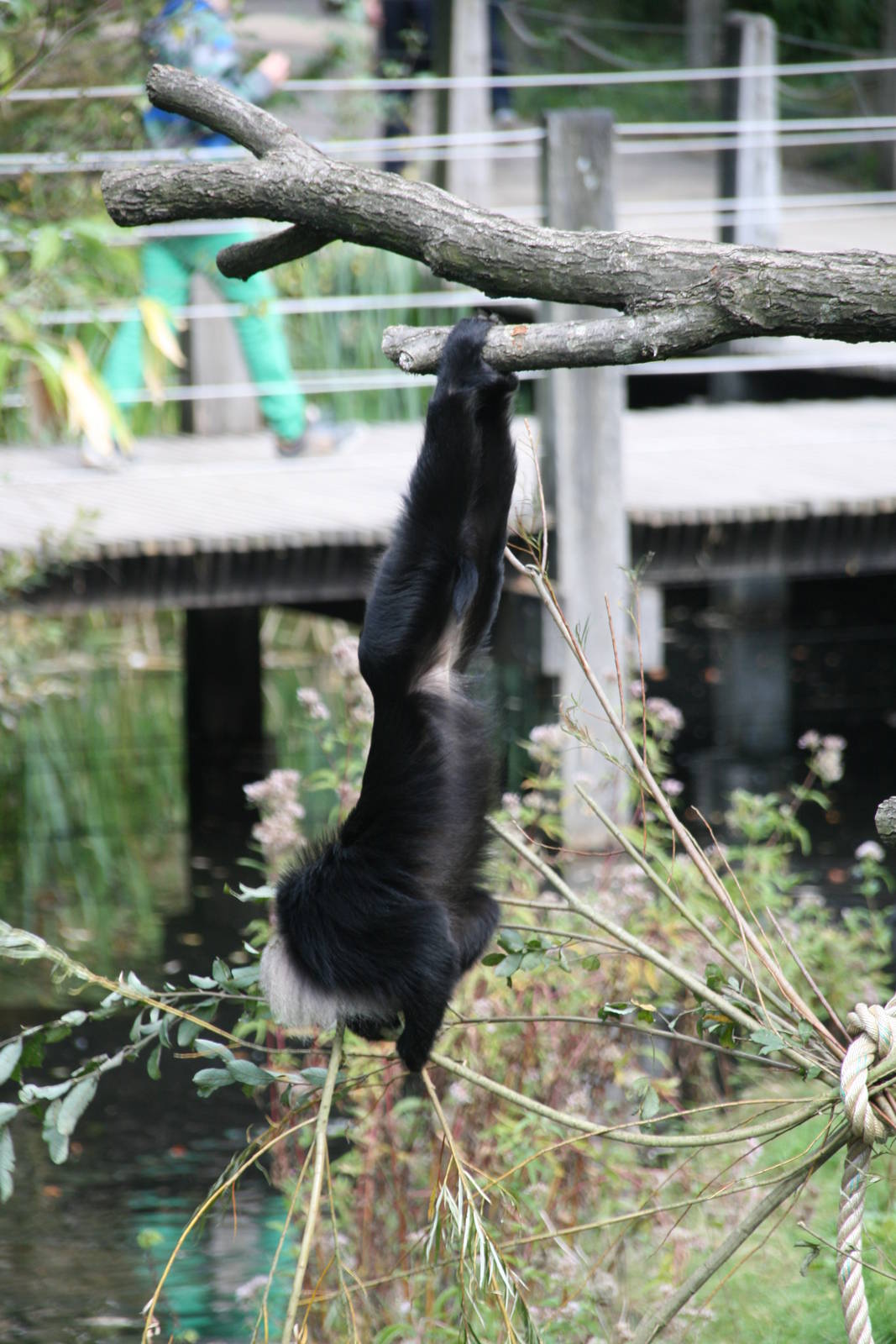 Lion-tailed macaque