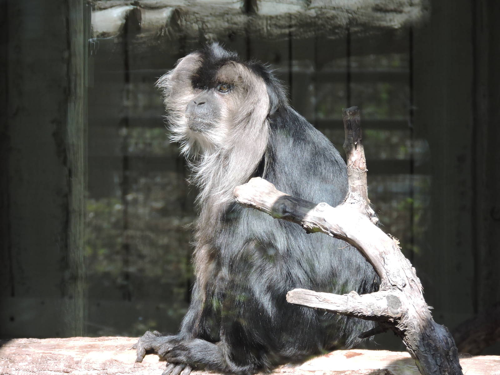 Lion Tailed Macaque