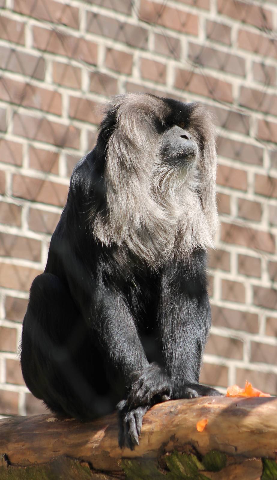 Lion-tailed macaque
