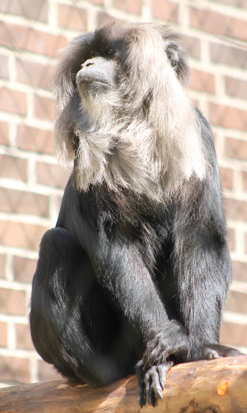 Lion-tailed macaque