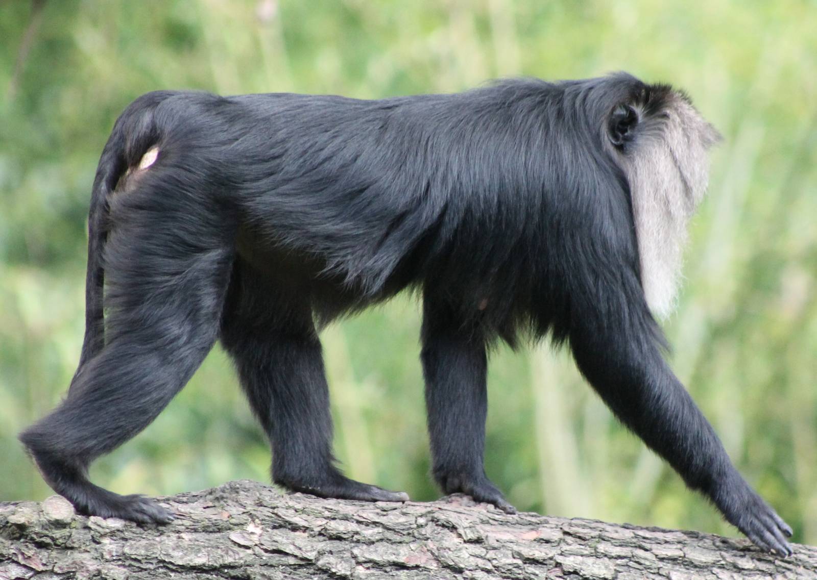 Lion-tailed macaque