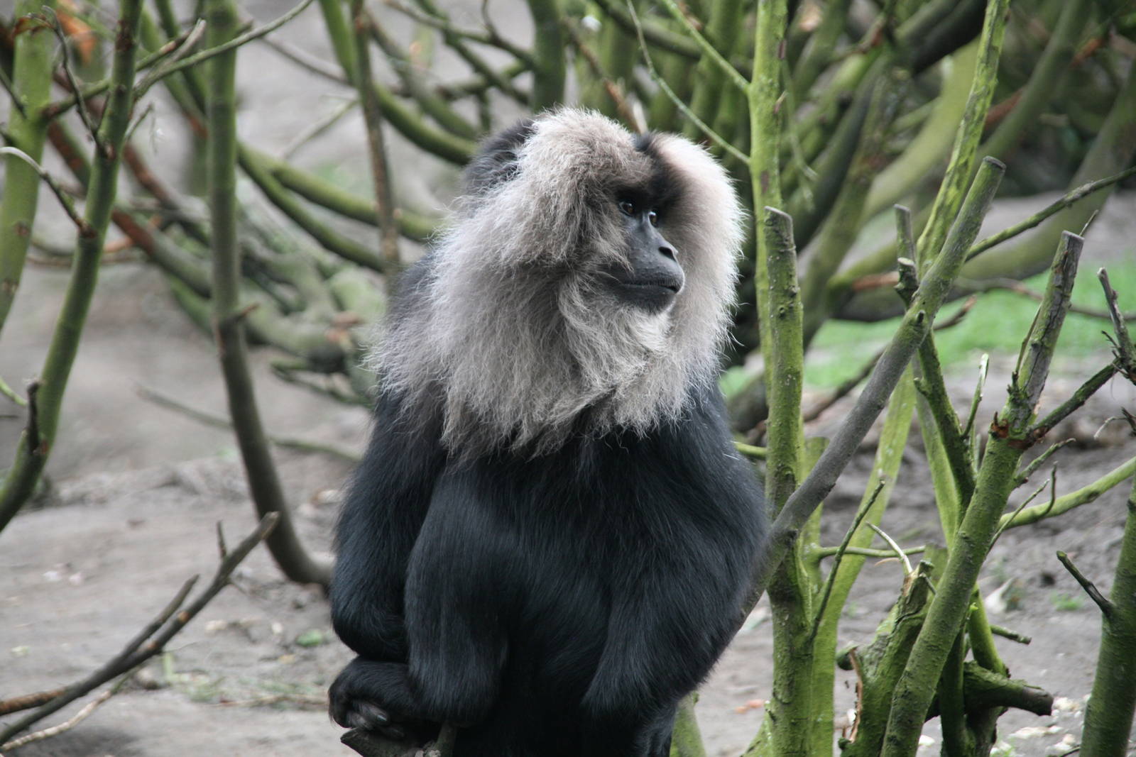 Lion-tailed macaque