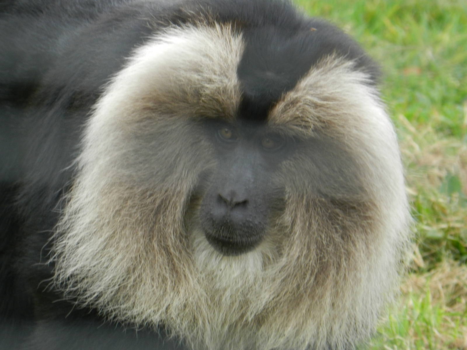 Lion Tailed Macaque