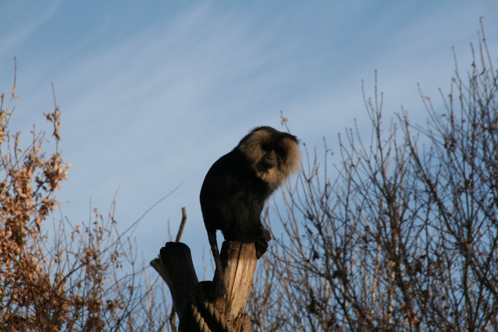 Lion-tailed macaque