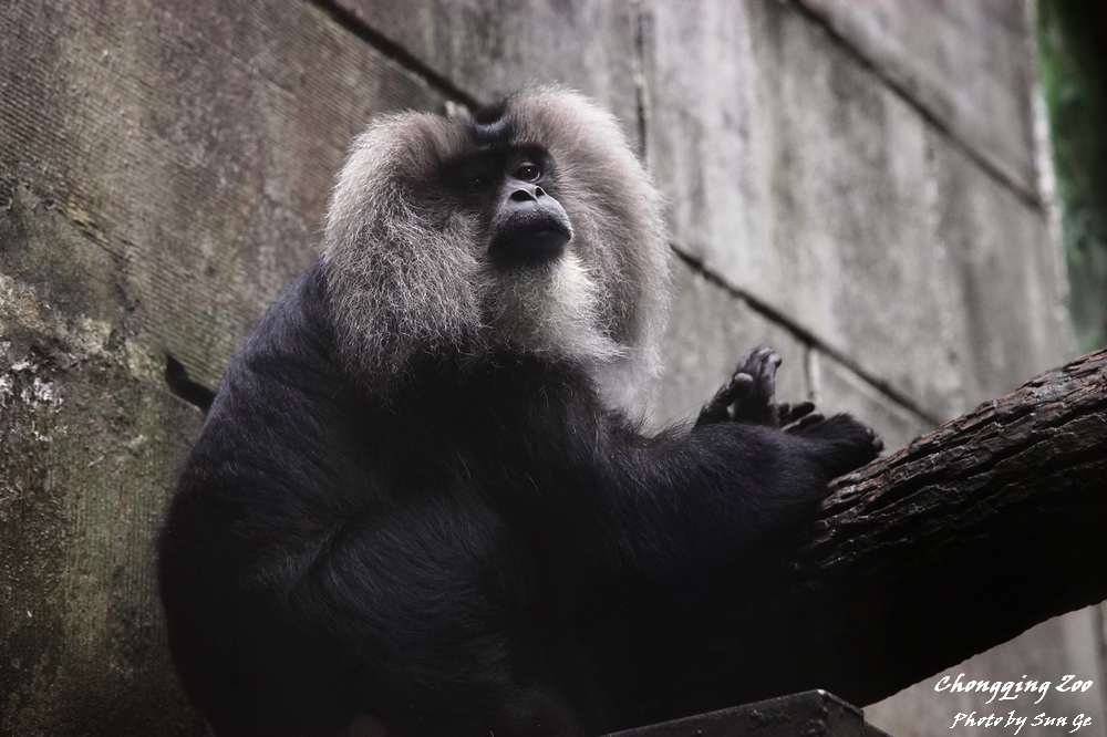 Lion-tailed Macaque