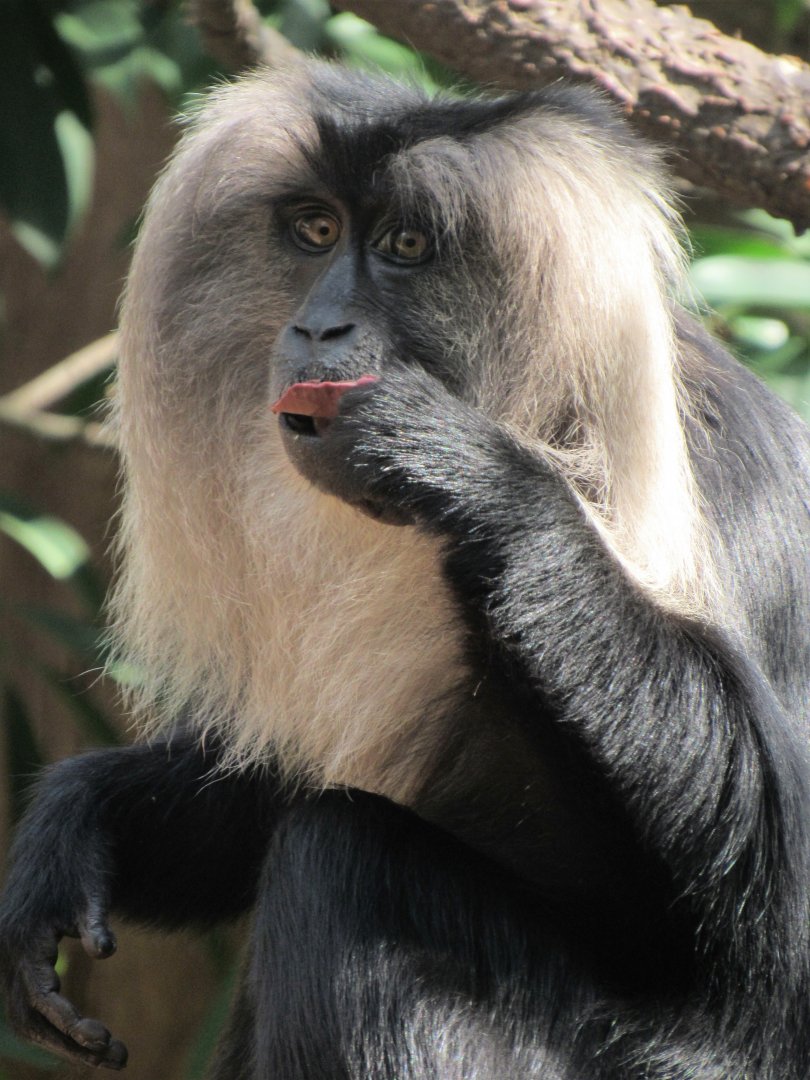 Lion-tailed macaque