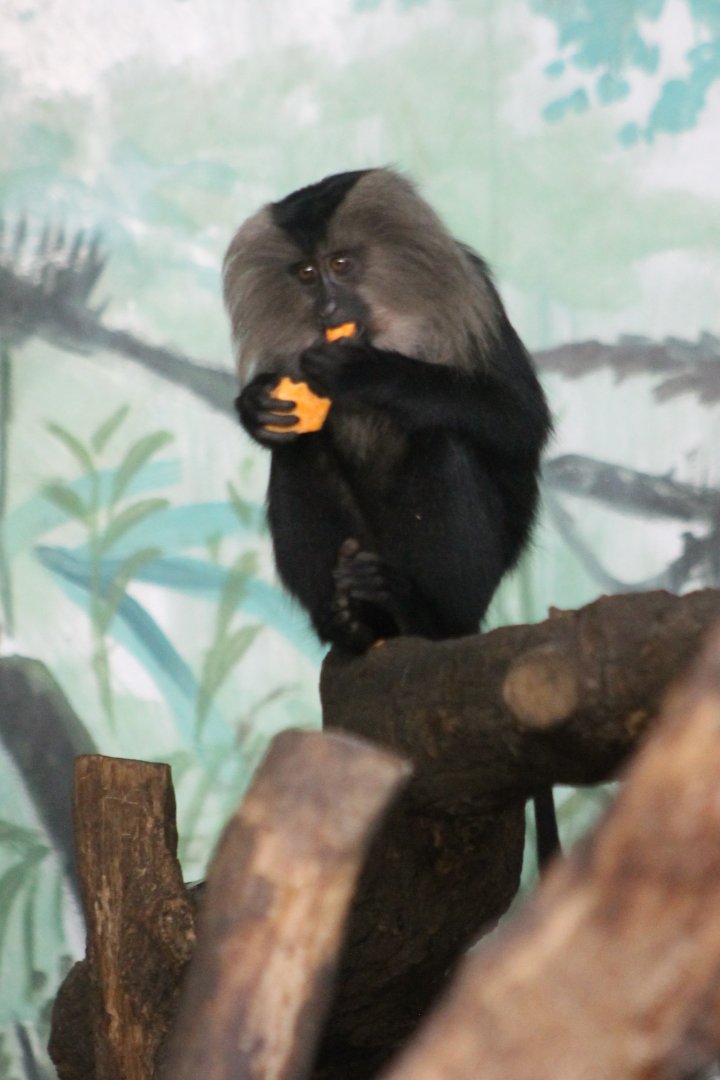 Lion-tailed macaque