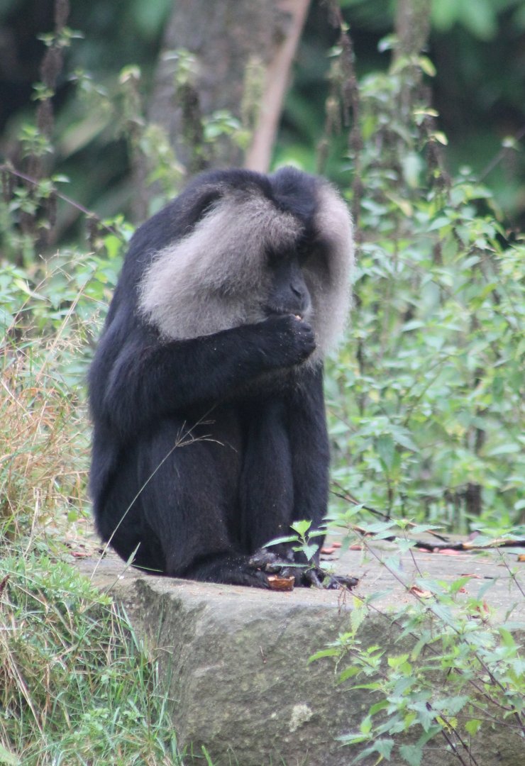 Lion-tailed macaque