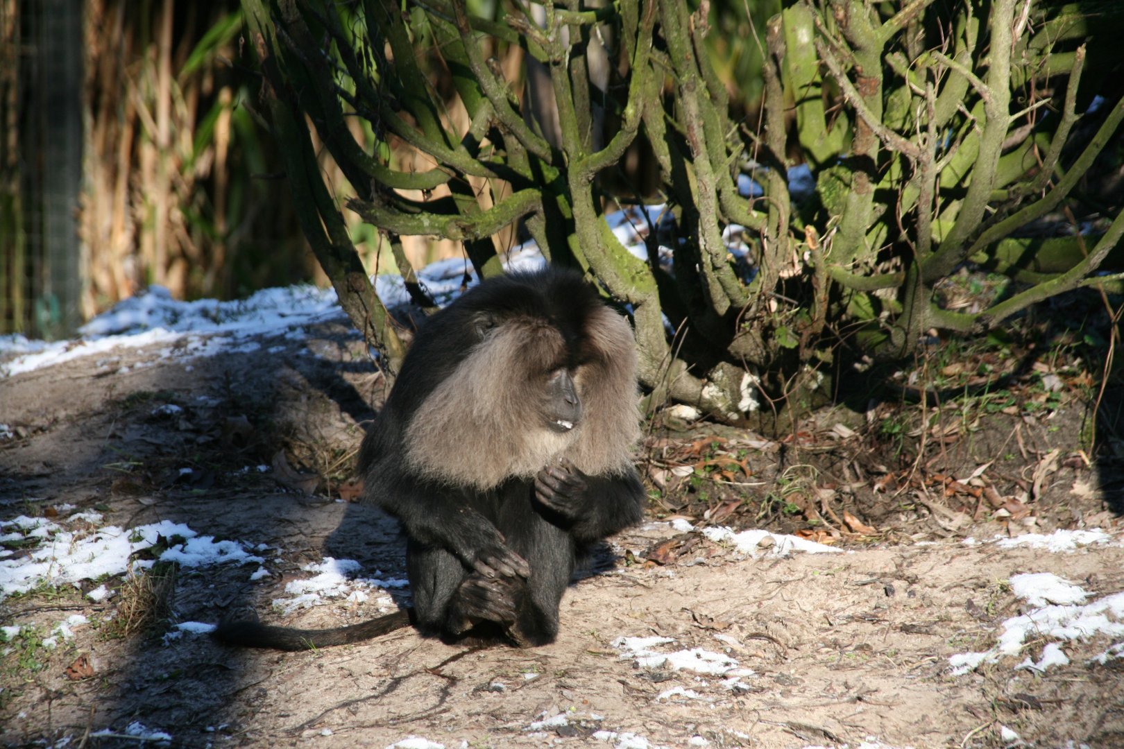 Lion-tailed macaque