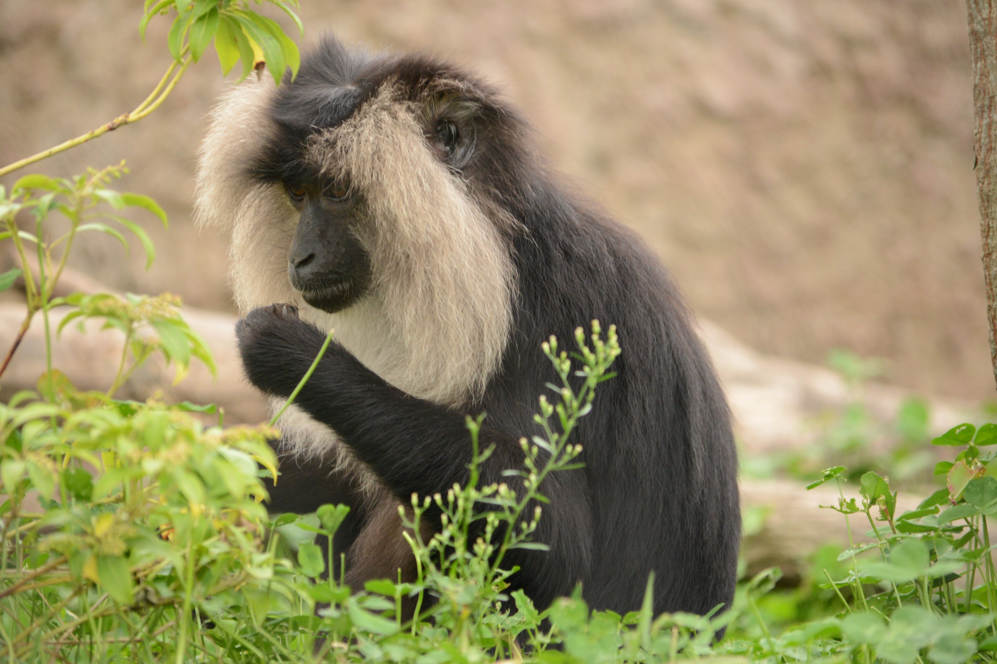 Lion-tailed macaque