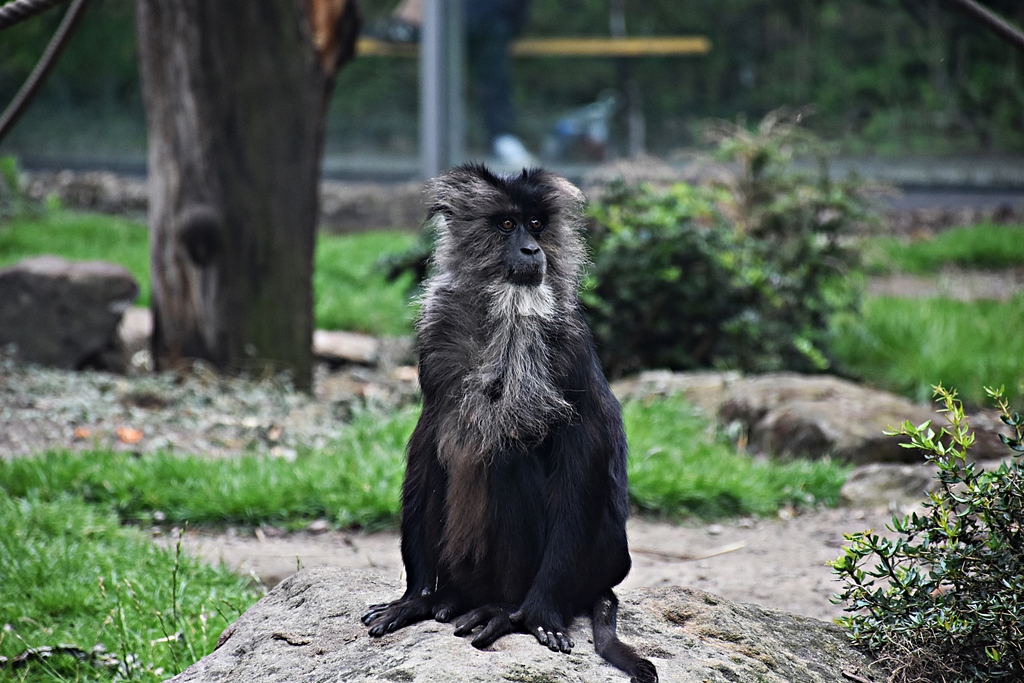 Lion-tailed macaque