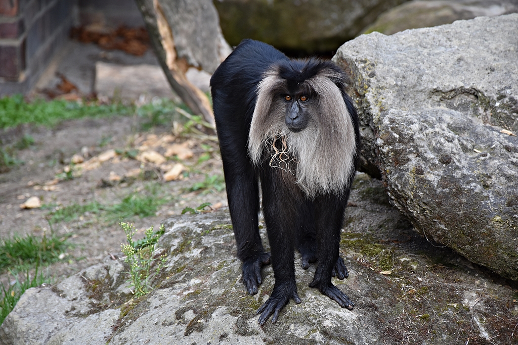 Lion-tailed macaque