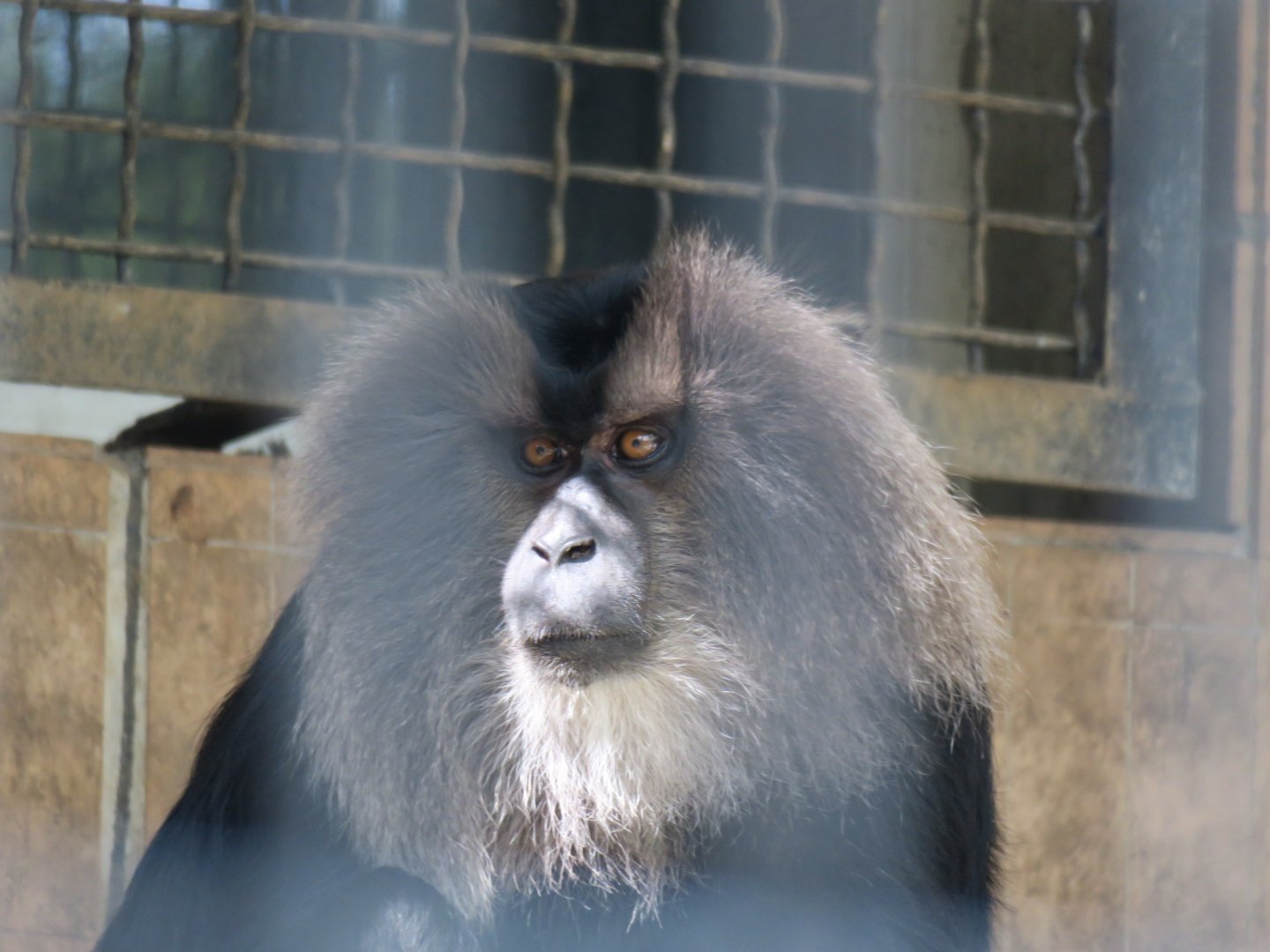 lion-tailed macaque