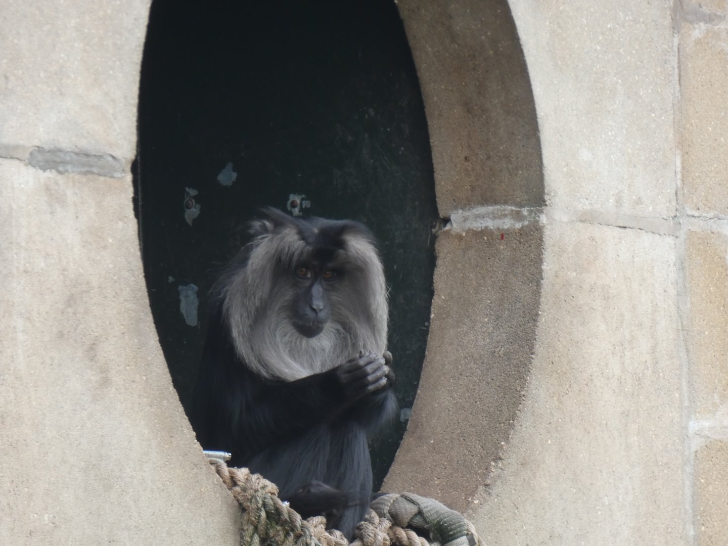 Lion-tailed Macaque