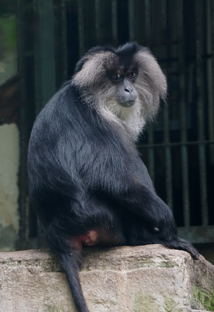 Lion-tailed macaque