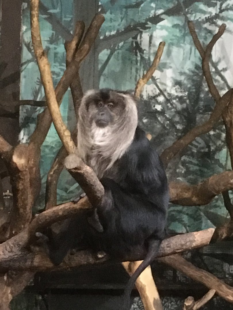 Lion tailed macaque