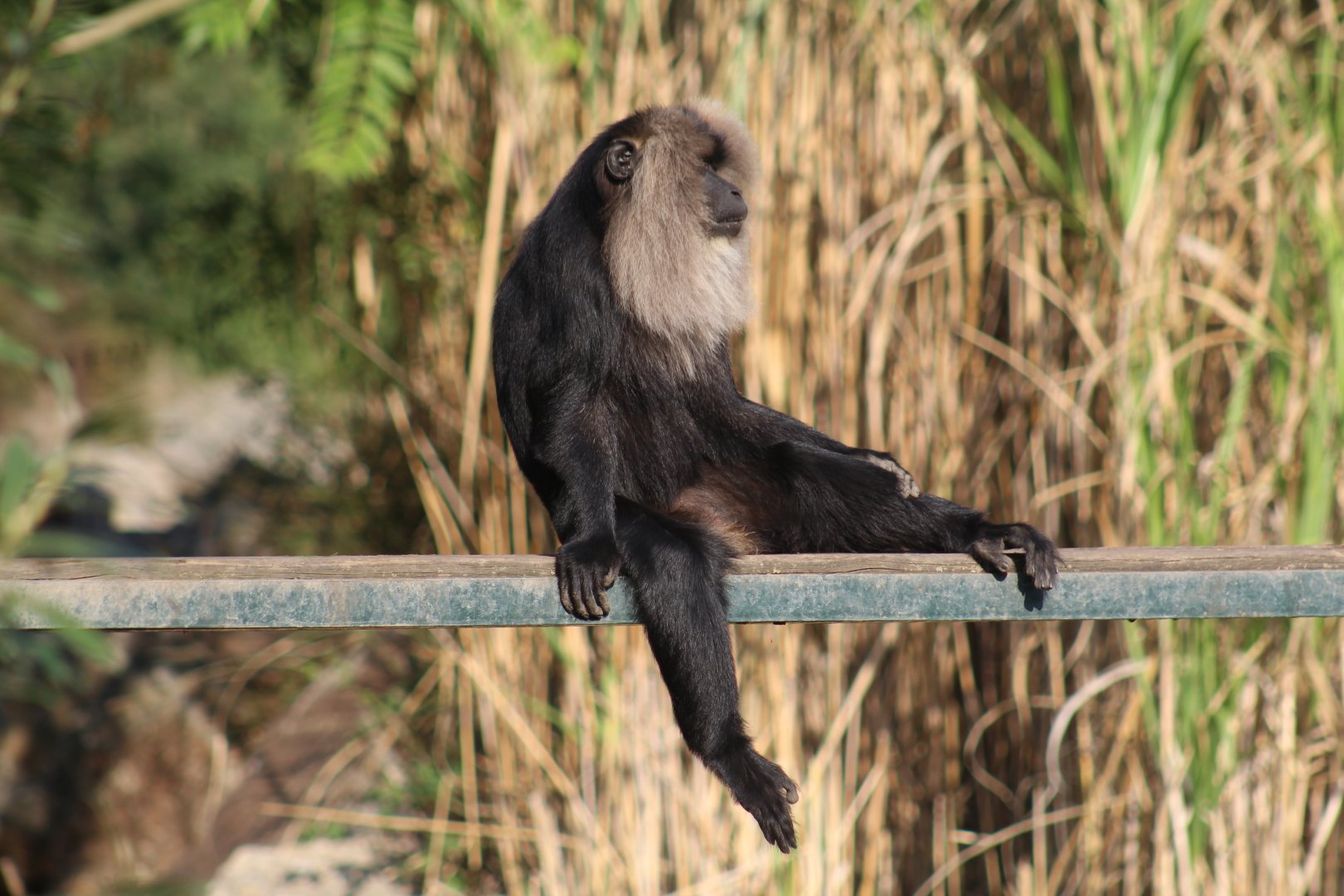 Lion-Tailed Macaque