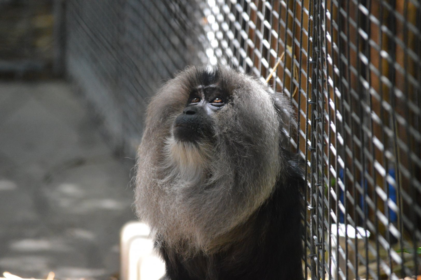 Lion Tailed Macaque